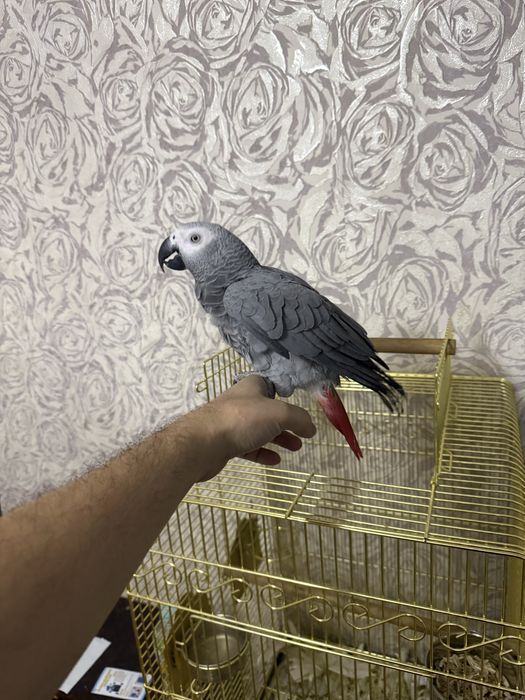 Jako kongo 2 yosh gaplari kop yana bemalolorgatsa bo’ladi