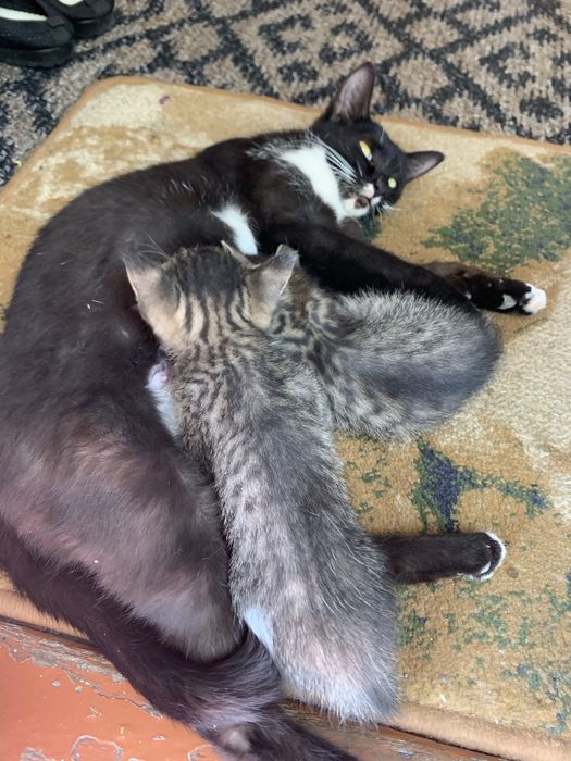 Mushuk. Cat. Кошка