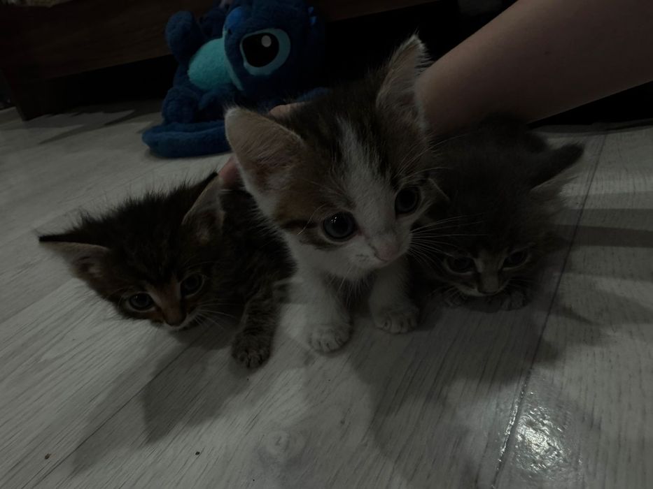Отдам котят в добрые руки