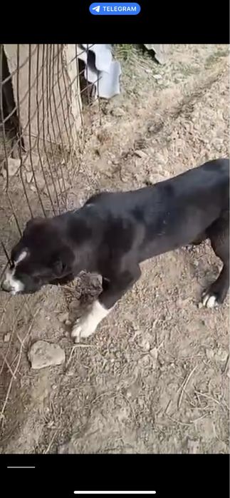 Зоти Алабай Йоши 4-ойлик Соглом Привкалари килинган