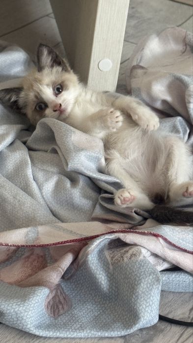 Сиамский котенок