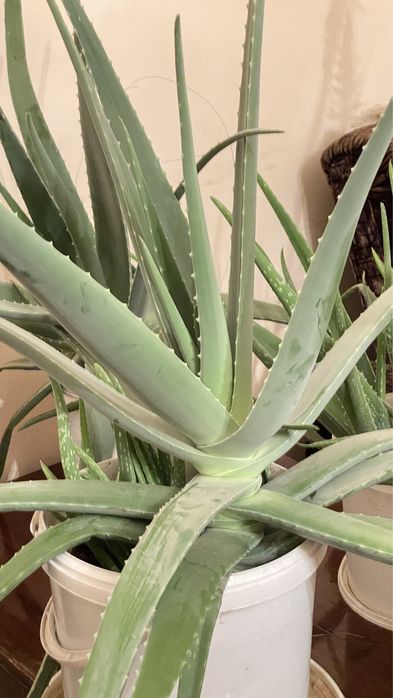 Алое вера 5 летний