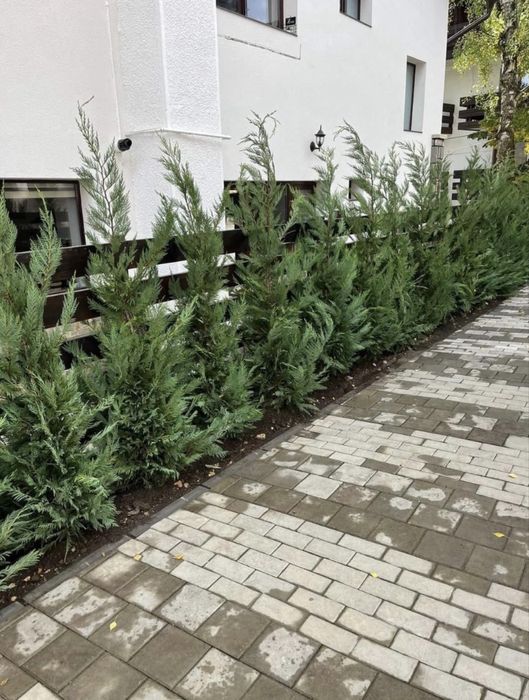 Leylandii de vânzare – ideal pentru gard viu.