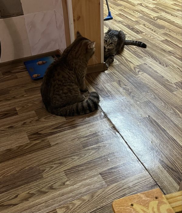 шотландский котенок