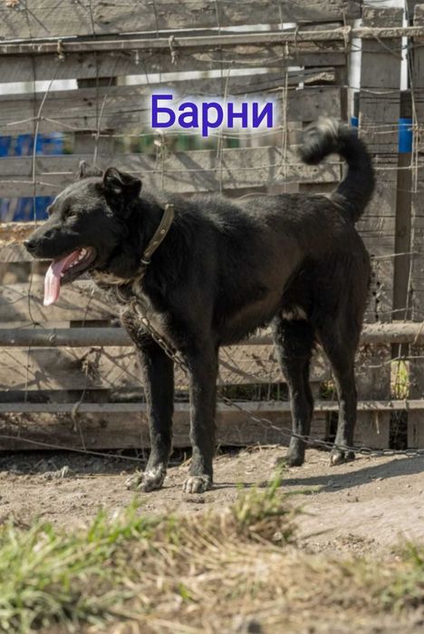 Дарю в добрые и ответственные руки