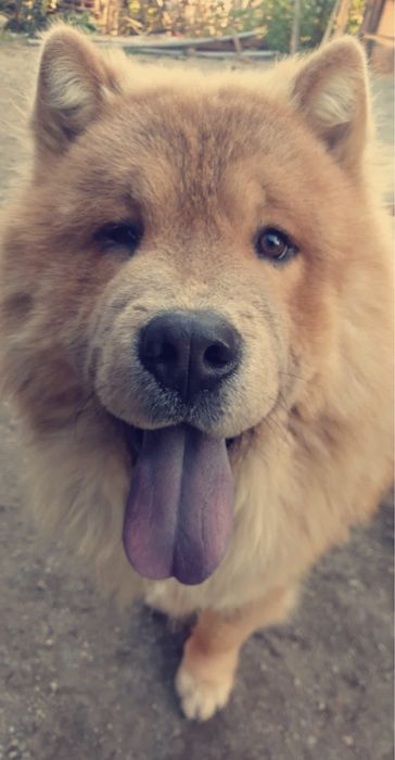 Chow Chow draguți!