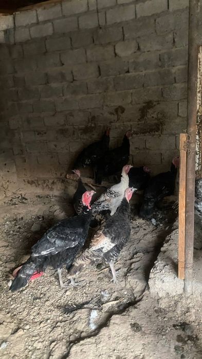 Продам домашних индюков