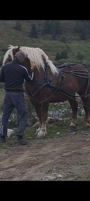 Vind armăsar de fitero