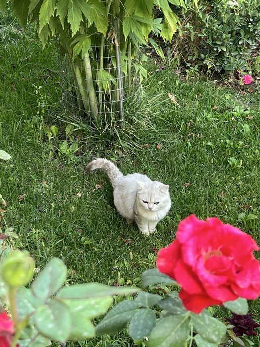 Чистая порода Британский шиншилла вязка