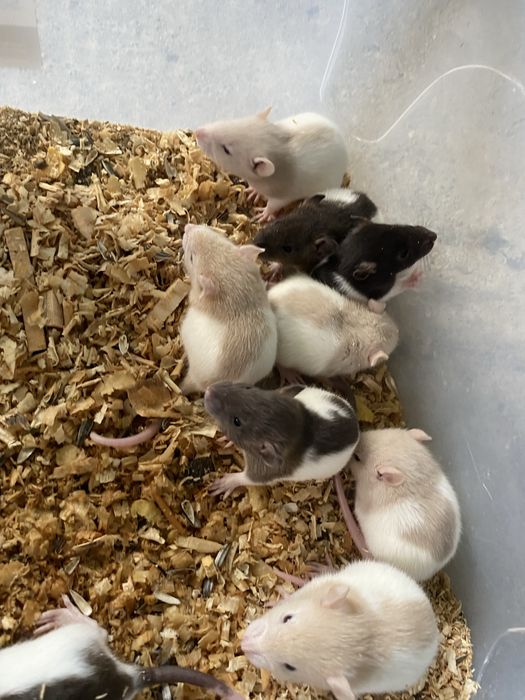 Vand sobolani dumbo de companie