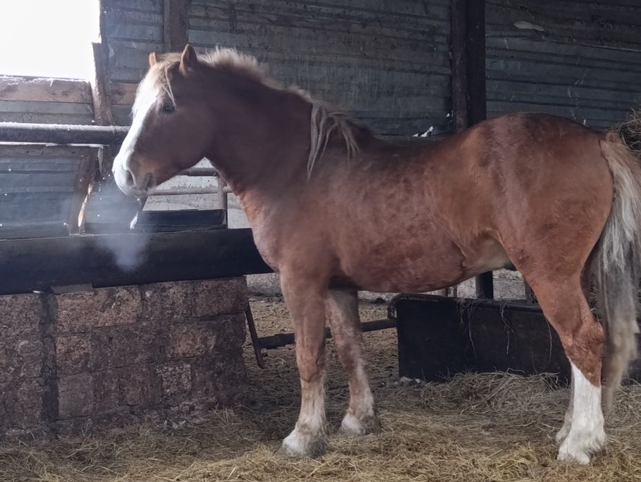 Продам обменяю жеребца