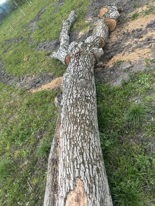 Vand lemn de nuc - trunchi