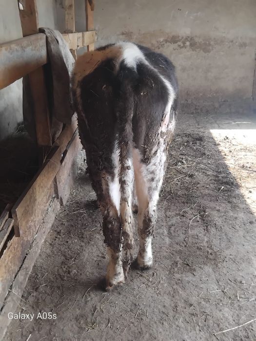 Буаз сиыр сатылады