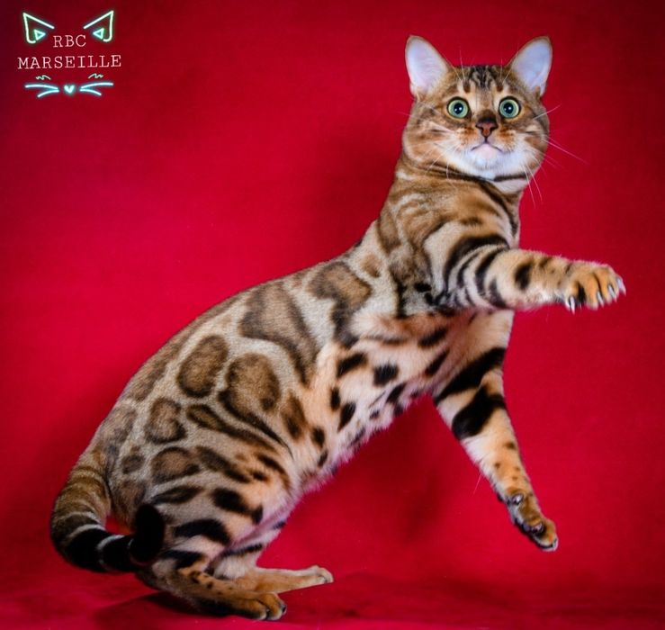 Бенгалы,- Бенгалы .,- Бенгалы. Котята!