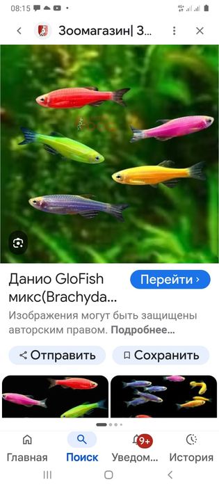 Даниё глофиш рыбки не прихотливые для содержание