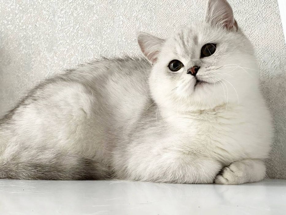 Britanskiy Serebristiy Shinshilla NS11 Baby face