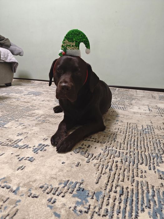 Вязка ищу девочку я очень красивый мальчик лабрадор Локи