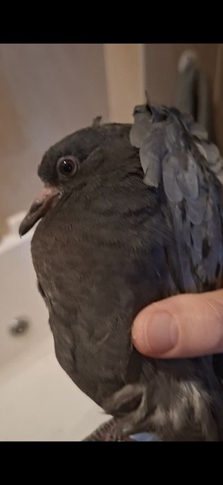 Помогите спасти  голубят!