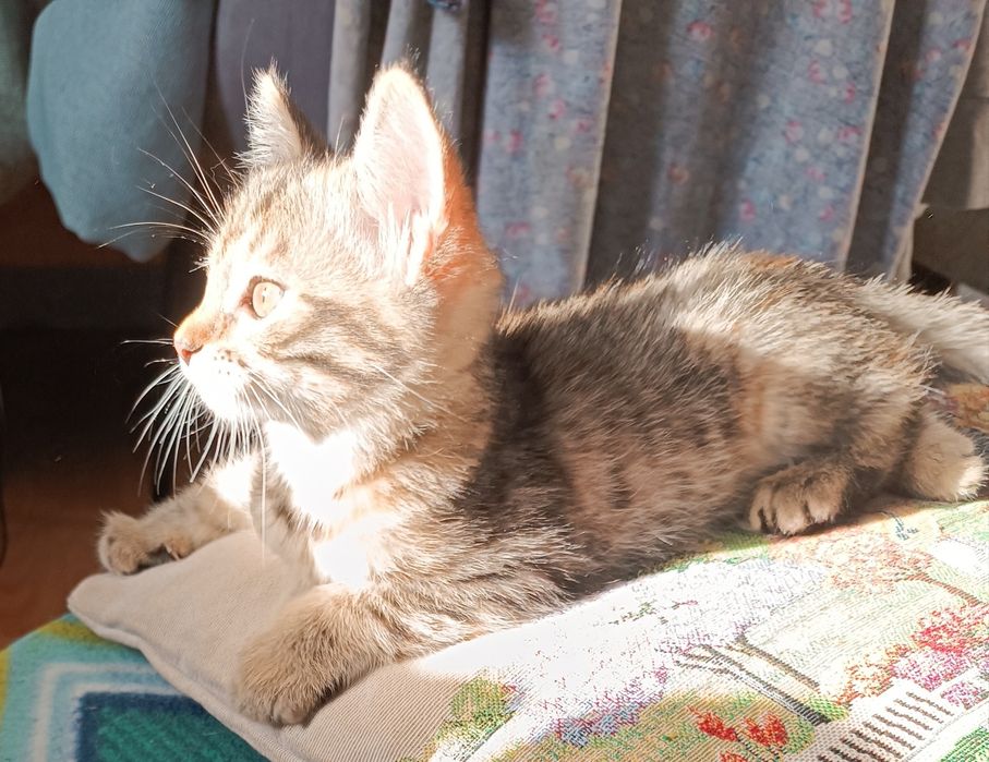 Отдадим котенка в добрые руки