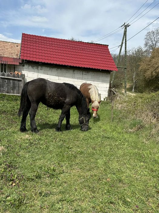 Vand pereche manze de un an