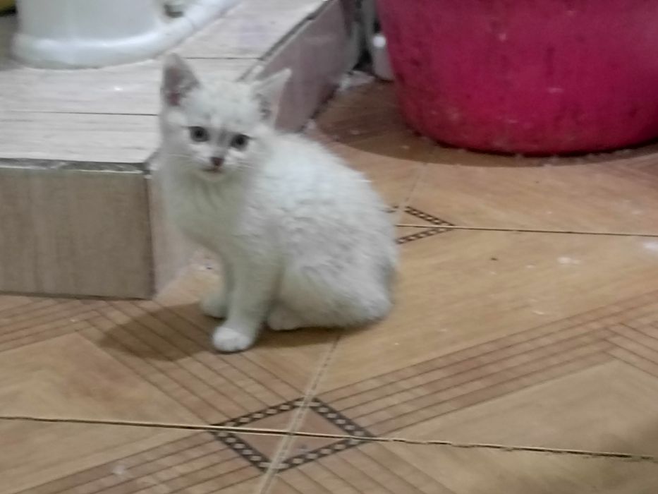 Коята белые в хорошие руки