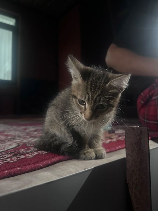 Котенок маленький