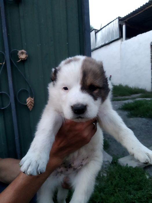 продаются щенки алабая