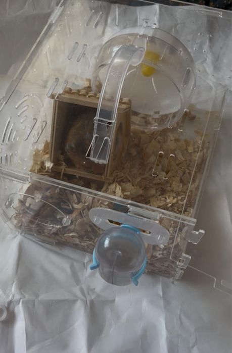 Продам хомяк с домом и едой