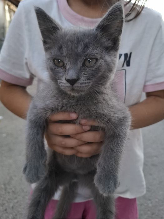 Отдам котёнка в добрые руки