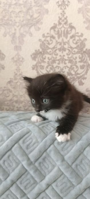 Отдам котят девочек