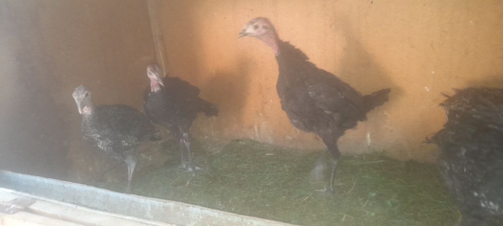 3 oyli kurkala sotladi