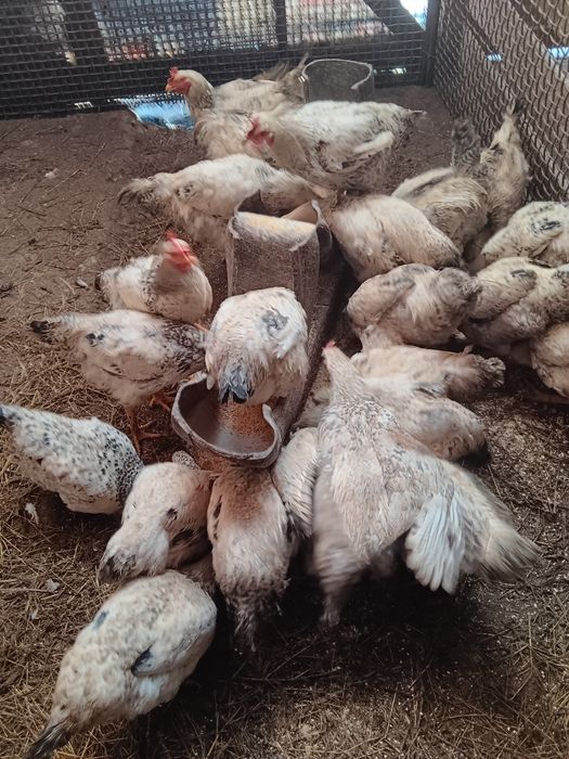 Cocosi Monaco Agroland