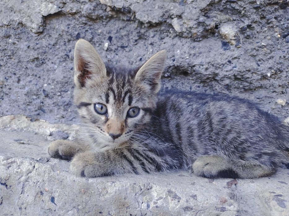 Котята. Раздаём. Доставим.