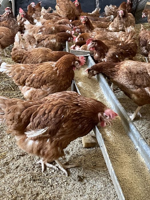 Gaini rosii ouatoare Isa Brown, Focuri!