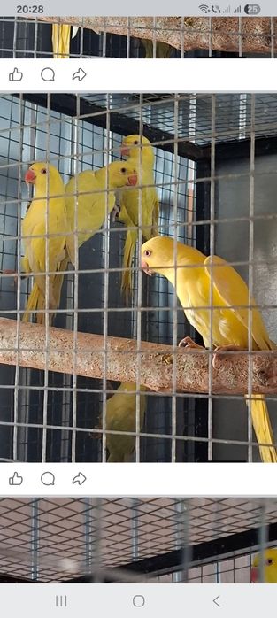 Vând micul Alexandru maturi gata de cuib .