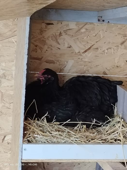 Инкубационные яйца, тухумлар  Брама