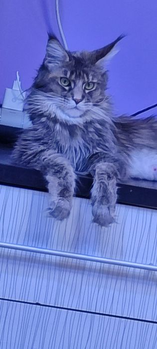 Продам  котят Мейн-Кун.