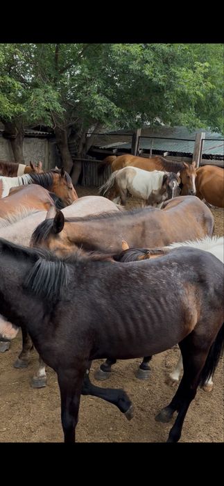 Полторашка еки бас тай еркек ургашы