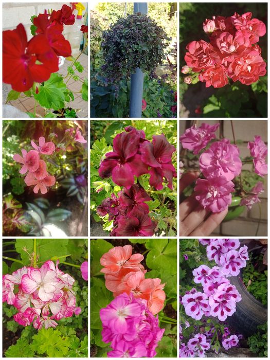 Продам цветы домашнии