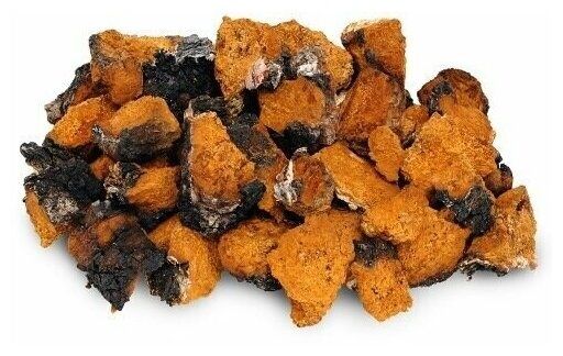 Чага березовый гриб из России