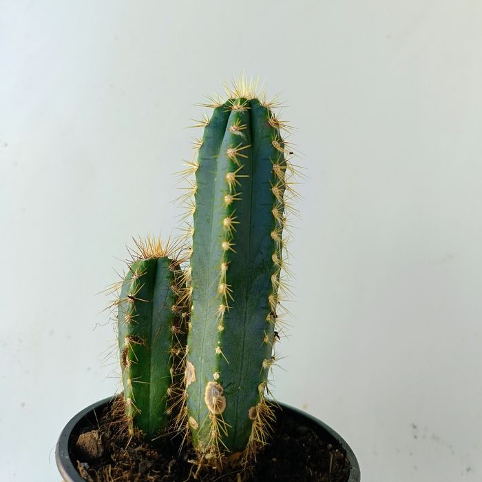 Саксия с кактуси "Син факел" (Pilosocereus pachycladus)