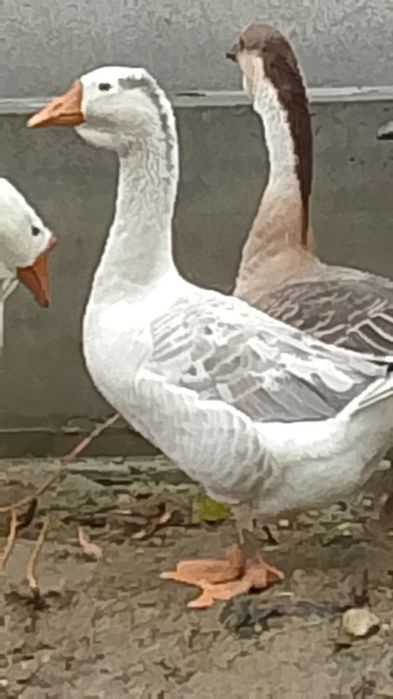 Rate pekin și gâște