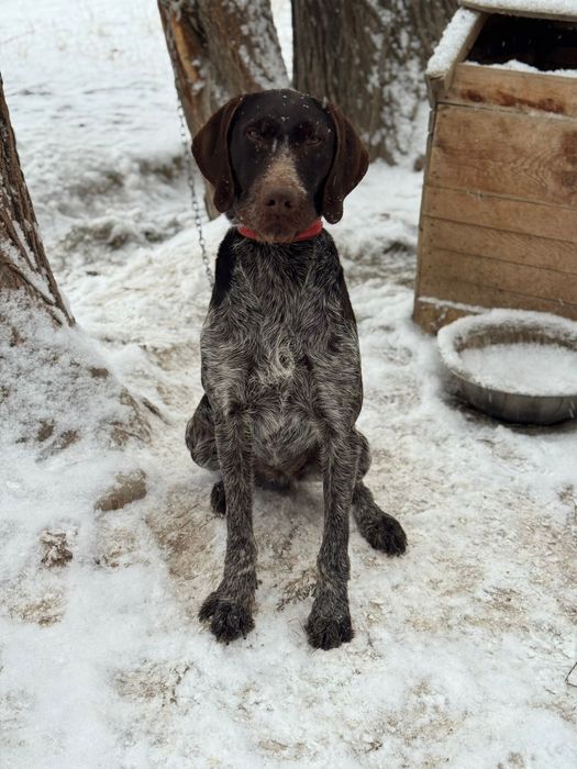 Дратхар рабочий)