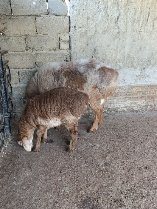 Она бола куй сотилади