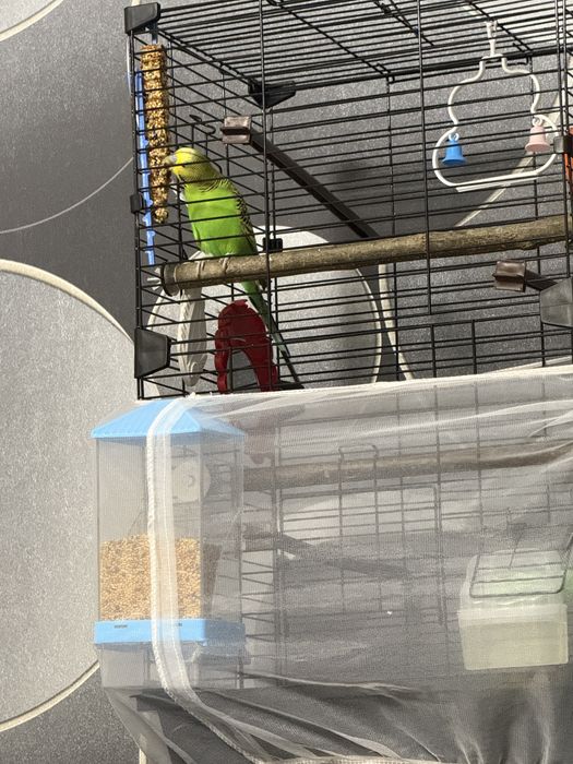 Волнистый попугайчик