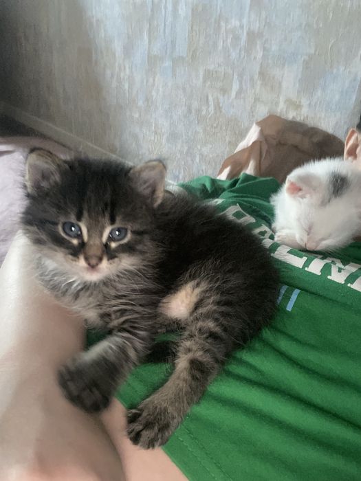 Котят в добрые руки