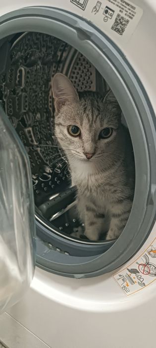 Отдам бесплатно кота