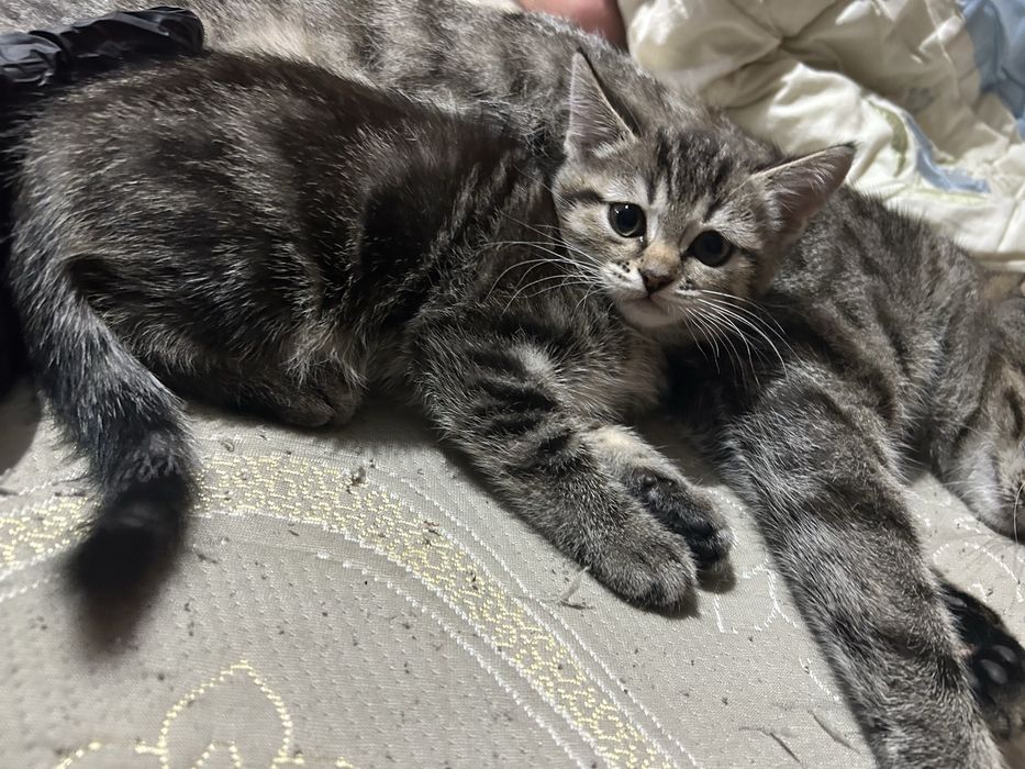 Шотландский котенок