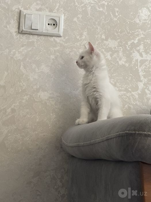 2 oylik oq mushukcha