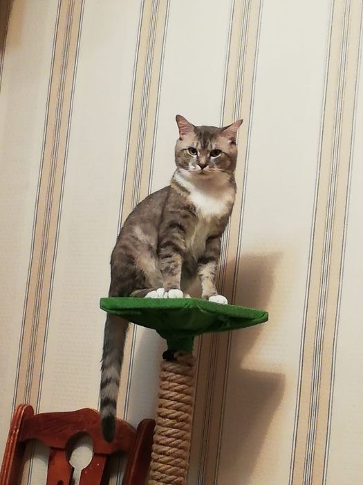 Отдам кота в хорошие руки